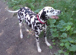 щенки далматина продам