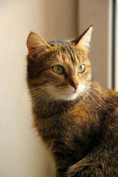 Послушная и преданная 3