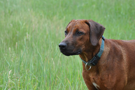 Щенок Родезийского Риджбека-Кобель