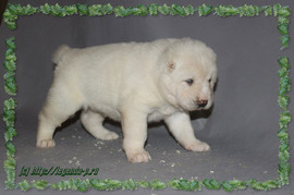 Щенки среднеазиатской овчарки (алабая) из питомника