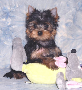 Продаются щенки йоркширского терьера