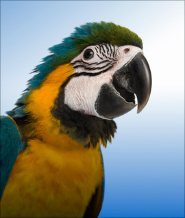 Сине-жёлтый ара.