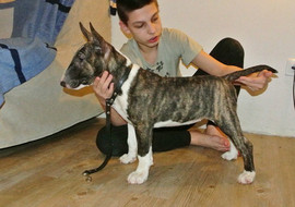 Щенки бультерьера