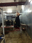 продадим говядину корову 1 категории заморозка, пр- во Беларусь