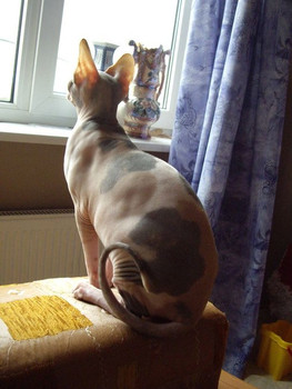 Продаю котят Канадского сфинкса в разведение