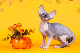 Сфинкс-восхитительный котёнок! 2