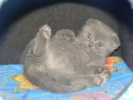 Продам котят британкие и скотиш-фолды