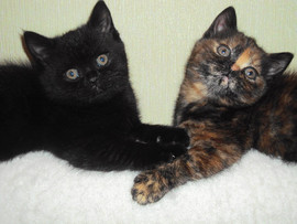 Продается котенок британская кошечка черепашка