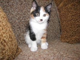 Юстина – нарядная девочка (Курильский бобтейл)