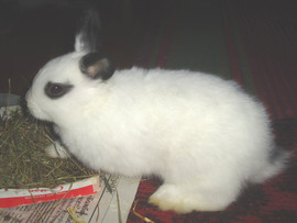 карликовые крольчатки 2