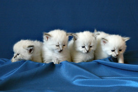 Продаю котят невских маскарадных