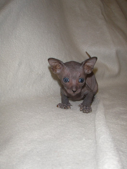 котята петерболдов