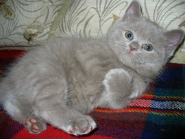 Качественные британцы