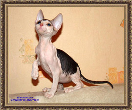 Котята Донского сфинкса 2