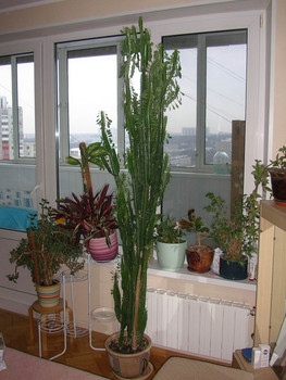 Молочай Эуфорбия тригона. Три ствола. Возраст 10 лет. Высота 220