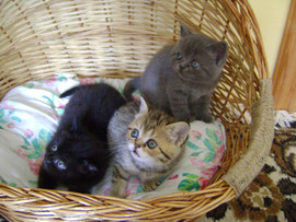 Шотландские котята