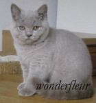 Британский чистопородный котик продаётся