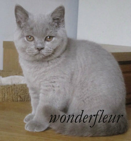 Британский чистопородный котик продаётся