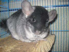 Шиншиллы Чёрный Бархат!!!