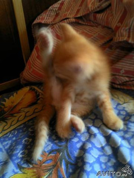 ОТдам котят в хорошие руки 3