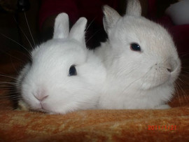 цветной карликовый кролик