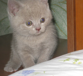 Британские котята. Подольск