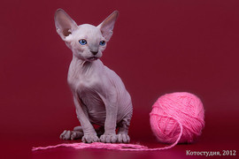 Сфинкс-восхитительный котёнок! 7
