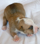 Продам щенка американского питбуль терьера