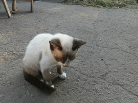 Продам котенка 2