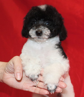 Той пуделя щенок девочка бело-черный арлекин