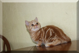 Эксклюзивный мраморный помет Кот Гарфилд