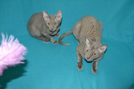 Элитные кудрявые котята Корниш рекс 2