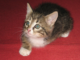 Пушистое чудо в дар.