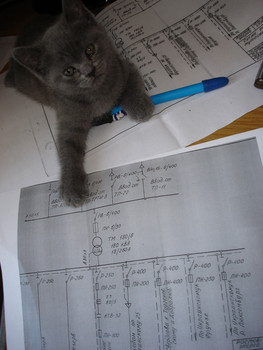 Продам британского котёнка 2