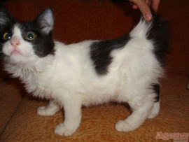 Курильский бобтейл