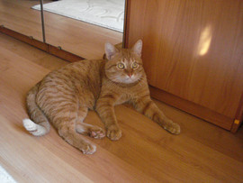 Отдам кота в добрые руки 5