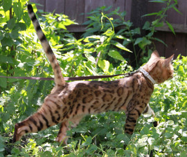 Ласковые бенгалы 4