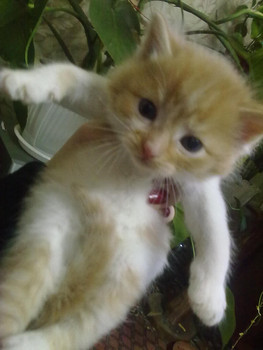 Продажа пушистых котят 4
