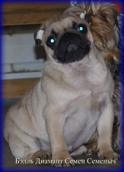 Щенок мопса