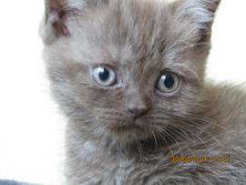 британские котята 4