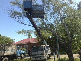 Спил деревьев любой сложности в таганроге и ближайших сёлах