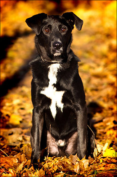 Черныш - супер пес в дар.
