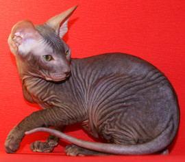 кошечки петерболды