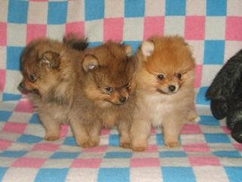 Щенки шпица