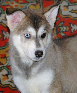 Хаски девочка продам