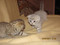 шотландские вислоухие и прямоухие котята