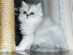 Котик 2 мес. серебристая шиншилла ns11 с метрикой