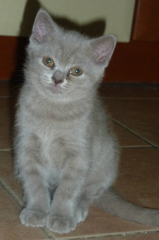 Котята Британские!!!! 2