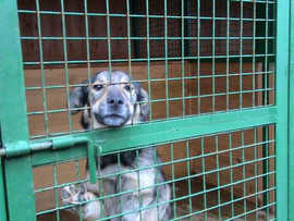 Даня .Обаяние и послушание в добрые руки.