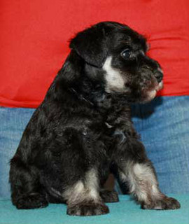 Цвергшнауцер щенки черный с серебром, купированные